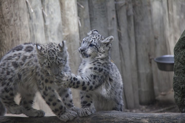 Snow leopard cubs.