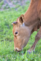 Naklejka na ściany i meble One ox grazing close-up on the grass