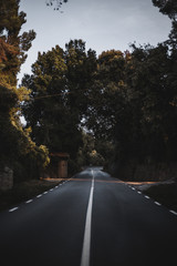 carretera en el bosque 