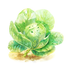 Watercolor botanical illustration of cabbage