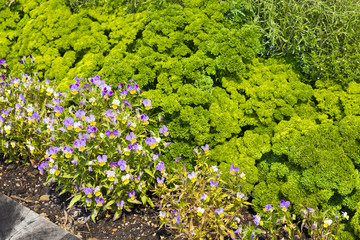 Parsley and viola plant