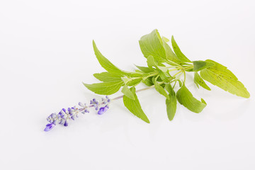 Lavender flower over white