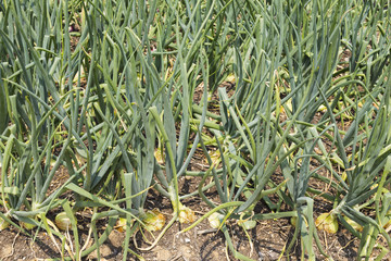 Onion plant