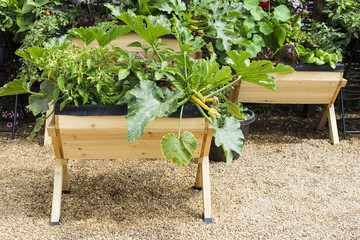 Vegetables in wooden pot container