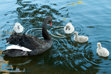 Black swans and baby cygnets