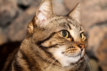 Portrait einer Katze 