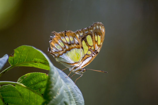 Malachite butterfly