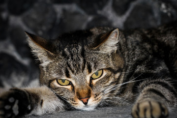 Portrait einer Katze 