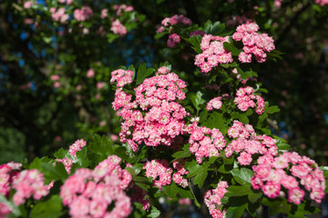 Beautiful blooming tree with cute small pink flowers in morning soft spring summer light. Horizontal color photography.