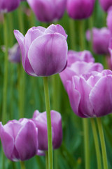 Purple Tulip Close-up