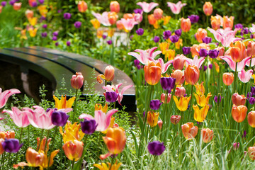 Colorful Tulip Garden with purple pink, and yellow tulips