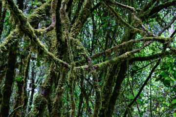 volcanic natural vegetation