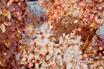 Pink cassia, Pink shower, Wishing tree, Cassia bakeriana Craib. flower blooming