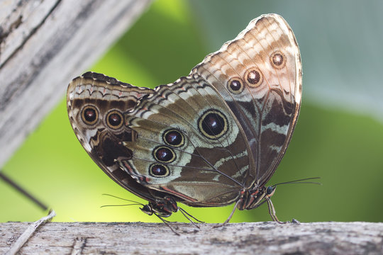 Morpho Peleides