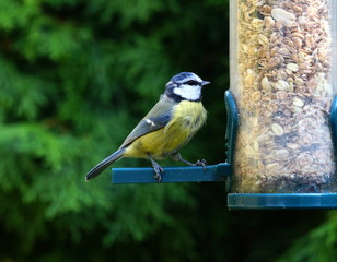 Garten,Blaumeise,Gartenvogel