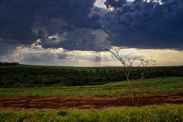 Tree in the field next to dirt road with cloudy sky