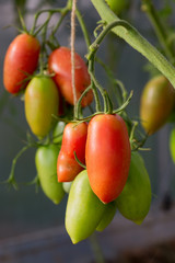 Plum red tomatoes growing isolated . Garden background.