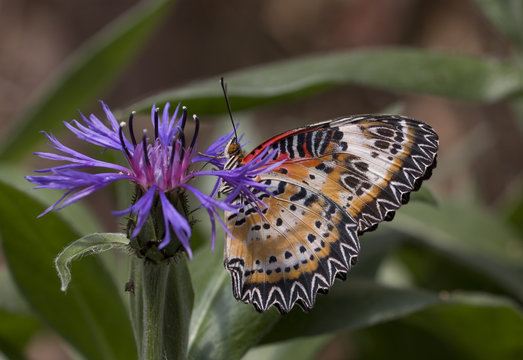 Leopard lacewing butterfly