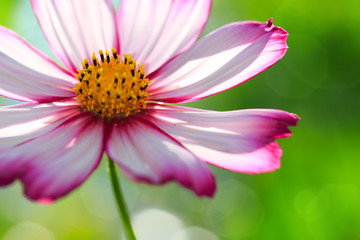 Pink cosmos flower isolated on green blur background.