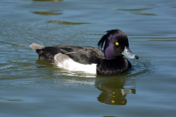Tufted duck