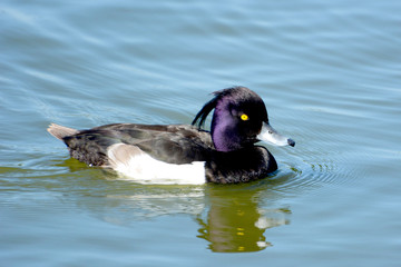 Tufted duck