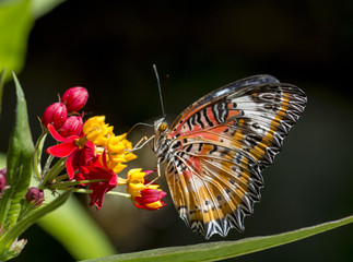 Fototapeta na wymiar Leopard lacewing butterfly