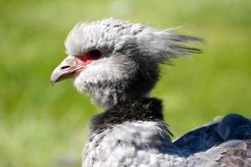 Crested screamer