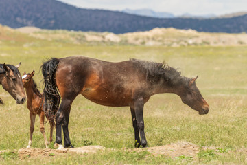 Wild Horse Mare and Her Cute Foal