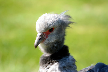 Crested screamer