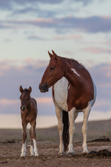 Fototapeta na wymiar Wild Horse Mare and Her Cute Foal