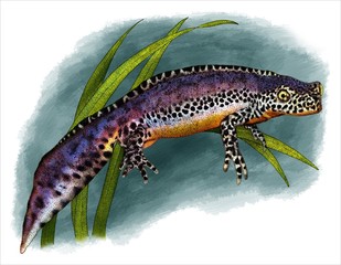 Illustration of an Alpine Newt (Ichthyosaura alpestris)