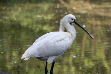 Eurasian spoonbill