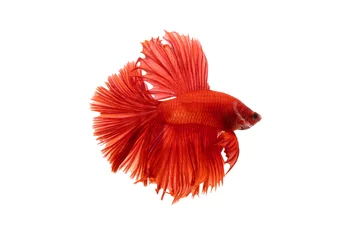 Foto op Aluminium The moving moment beautiful of red siamese betta fish in thailand on isolated white background.  © Soonthorn
