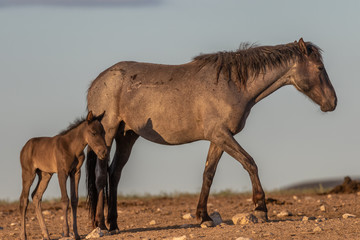 Wild Horse Mare and Her Cute Foal