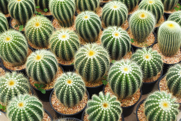 Fototapeta premium Beautiful green cactus plant in flowerpot