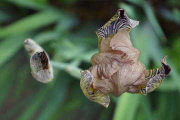 Iris flower from above