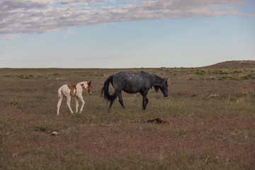 Wild Horse Mare and Her Cute Foal