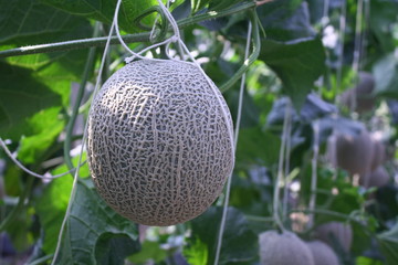 Melon in farm