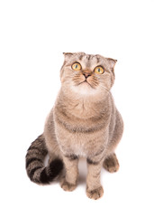 Gray cat sitting and looking up