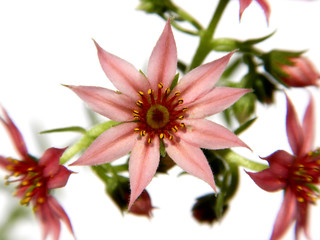 Flowering sempervivum arachnoideum, succulent with little pink blooms
