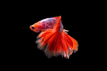 The moving moment beautiful of siamese betta fish in thailand on black background.  © Soonthorn