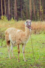 Home llama on a leash in the woods