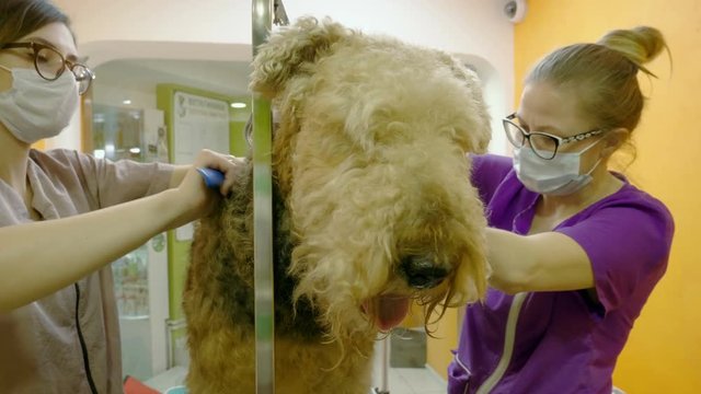 Pet grooming salon. Two women cleaning the fur and skin of airedale terrier dog. 4K