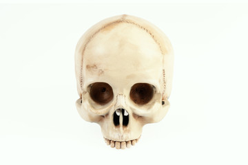isolated artificial and painted human skull on a white background