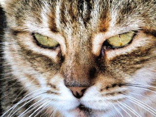 getigerte Katze mit grünen Augen