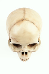 isolated artificial and painted human skull on a white background