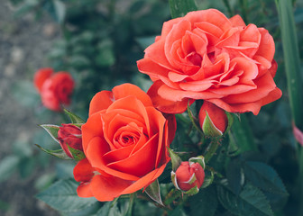 Red roses in bloom