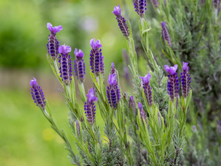 Lavandula stoechas. Lavande papillon ou lavande à toupet
