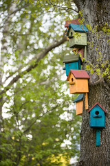 Colorful birdhouses on an old tree in a garden or park.