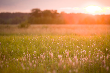 field of flowers on beautiful sunset background in colorful tones, soft focus and blur